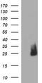 ChaC Glutathione Specific Gamma-Glutamylcyclotransferase 1 antibody, TA507010BM, Origene, Western Blot image 
