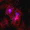 BSCL2 Lipid Droplet Biogenesis Associated, Seipin antibody, AF7385, R&D Systems, Immunofluorescence image 