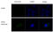 Influenza virus antibody, GTX629750, GeneTex, Immunofluorescence image 