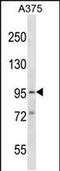 Synapse Defective Rho GTPase Homolog 1 antibody, PA5-48776, Invitrogen Antibodies, Western Blot image 