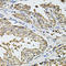 Ras association domain-containing protein 5 antibody, LS-C349106, Lifespan Biosciences, Immunohistochemistry frozen image 