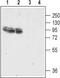Glutamate receptor 4 antibody, TA328835, Origene, Western Blot image 