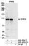 Probable ATP-dependent RNA helicase DHX36 antibody, A300-525A, Bethyl Labs, Immunoprecipitation image 