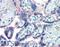 Alkaline Phosphatase, Placental antibody, LS-B2877, Lifespan Biosciences, Immunohistochemistry frozen image 
