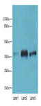 MRN Complex Interacting Protein antibody, A65470-100, Epigentek, Western Blot image 
