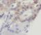 CCK8 antibody, FNab09955, FineTest, Immunohistochemistry frozen image 
