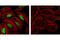 Jun Proto-Oncogene, AP-1 Transcription Factor Subunit antibody, 9261L, Cell Signaling Technology, Immunofluorescence image 