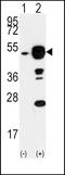 Eukaryotic initiation factor 4A-I antibody, LS-C100819, Lifespan Biosciences, Western Blot image 