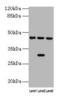 4-Hydroxyphenylpyruvate Dioxygenase antibody, LS-C285530, Lifespan Biosciences, Western Blot image 