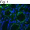Cadherin-6 antibody, MA1-06305, Invitrogen Antibodies, Immunofluorescence image 