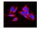 Lactate Dehydrogenase A antibody, PB10075, Boster Biological Technology, Immunofluorescence image 