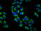 Ubiquitin Protein Ligase E3 Component N-Recognin 3 antibody, LS-C681658, Lifespan Biosciences, Immunofluorescence image 