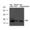 Myelin Basic Protein antibody, SPC-1301D-A700, StressMarq, Western Blot image 