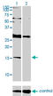 DNA-binding protein inhibitor ID-2 antibody, LS-C197484, Lifespan Biosciences, Western Blot image 