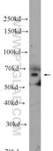 RELB Proto-Oncogene, NF-KB Subunit antibody, 25027-1-AP, Proteintech Group, Western Blot image 
