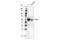 Delta-like protein 3 antibody, 78110S, Cell Signaling Technology, Western Blot image 