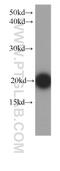 Fibroblast Growth Factor 12 antibody, 60152-1-Ig, Proteintech Group, Western Blot image 