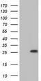 Sperm surface protein Sp17 antibody, TA804224, Origene, Western Blot image 