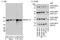 Serine/threonine-protein kinase 3 antibody, A300-466A, Bethyl Labs, Western Blot image 