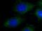 hAG-2 antibody, 12275-1-AP, Proteintech Group, Immunofluorescence image 