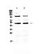 CD14 antibody, PA5-78957, Invitrogen Antibodies, Western Blot image 