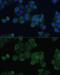 Zinc Finger FYVE-Type Containing 9 antibody, GTX64921, GeneTex, Immunofluorescence image 