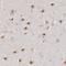 Integrator Complex Subunit 6 antibody, HPA001552, Atlas Antibodies, Immunohistochemistry frozen image 