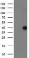 Ankyrin Repeat Domain 53 antibody, TA502601, Origene, Western Blot image 
