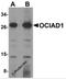 OCIA Domain Containing 1 antibody, 5461, ProSci, Western Blot image 