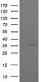 COP9 Signalosome Subunit 6 antibody, TA505897, Origene, Western Blot image 