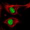 ZFP91 Zinc Finger Protein antibody, HPA065325, Atlas Antibodies, Immunofluorescence image 