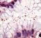 Helicobacter pylori antibody, DP016-05, Origene, Immunohistochemistry frozen image 