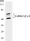 CaMKII antibody, EKC1079, Boster Biological Technology, Western Blot image 
