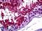Galanin Receptor 3 antibody, LS-B5913, Lifespan Biosciences, Immunohistochemistry frozen image 