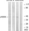 Ceramide Synthase 4 antibody, LS-C119271, Lifespan Biosciences, Western Blot image 