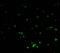 DNA fragmentation factor subunit beta antibody, 2153, ProSci Inc, Immunofluorescence image 