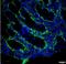 Elastin Microfibril Interfacer 2 antibody, NBP2-36064, Novus Biologicals, Immunohistochemistry frozen image 