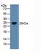 Bcl2 Modifying Factor antibody, LS-C711367, Lifespan Biosciences, Western Blot image 