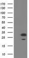 Pyrroline-5-Carboxylate Reductase 2 antibody, CF501898, Origene, Western Blot image 