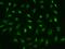 Argonaute RISC Catalytic Component 2 antibody, 108621-T02, Sino Biological, Immunohistochemistry frozen image 