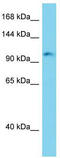 ERC protein 2 antibody, TA337749, Origene, Western Blot image 