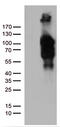 Brain Enriched Guanylate Kinase Associated antibody, CF810836, Origene, Western Blot image 