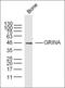 G Protein-Coupled Receptor 21 antibody, orb157338, Biorbyt, Western Blot image 