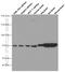 Translocase Of Outer Mitochondrial Membrane 70 antibody, 66593-1-Ig, Proteintech Group, Western Blot image 