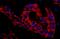 Sorting nexin-1 antibody, A300-402A, Bethyl Labs, Immunohistochemistry frozen image 
