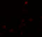 Septin 1 antibody, 6903, ProSci Inc, Immunofluorescence image 