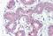 Forkhead Box A1 antibody, MBS242361, MyBioSource, Immunohistochemistry paraffin image 