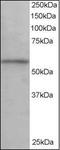 Karyopherin Subunit Alpha 3 antibody, orb88105, Biorbyt, Western Blot image 