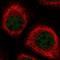 Probable aminopeptidase NPEPL1 antibody, HPA036356, Atlas Antibodies, Immunofluorescence image 