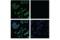 F4/80 antibody, 30325S, Cell Signaling Technology, Immunocytochemistry image 